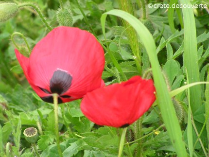 Papaver rhas ou rhoeas - grand coquelicot