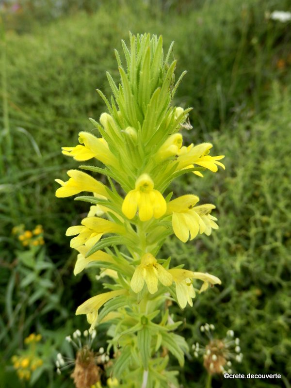 Parentucellia viscosa Parentucellia viscosa