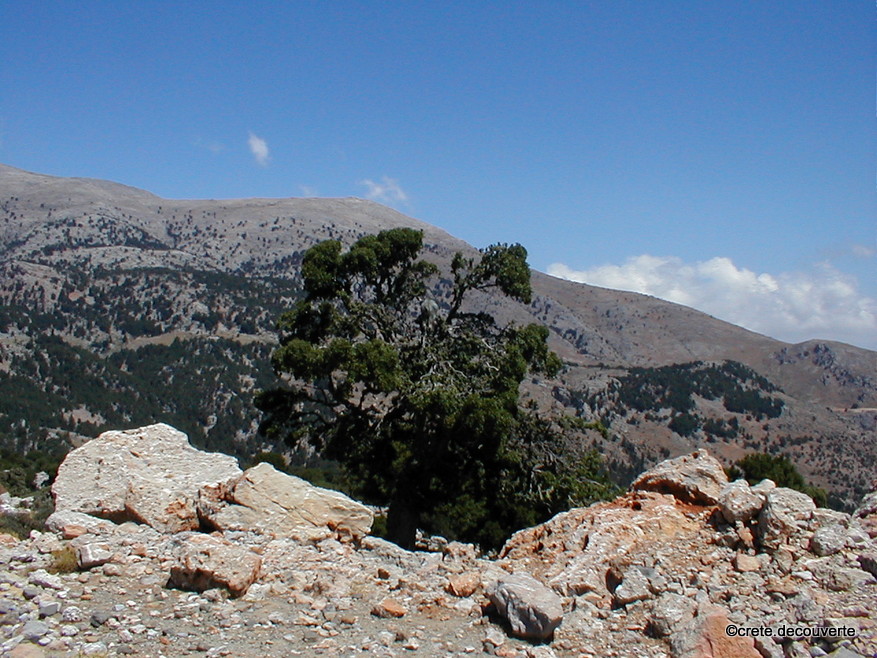 Paysage depuis la route de Kritsa au plateau de Katharo