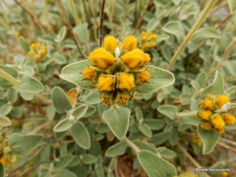Phlomis cretica - Phlomis de Crète Phlomis cretica - Phlomis de Crète