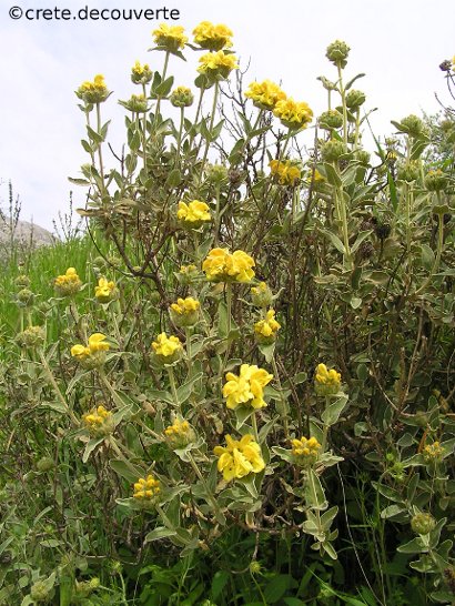 Phlomis fruticosa - Phlomis ligneux Phlomis fruticosa - Phlomis ligneux