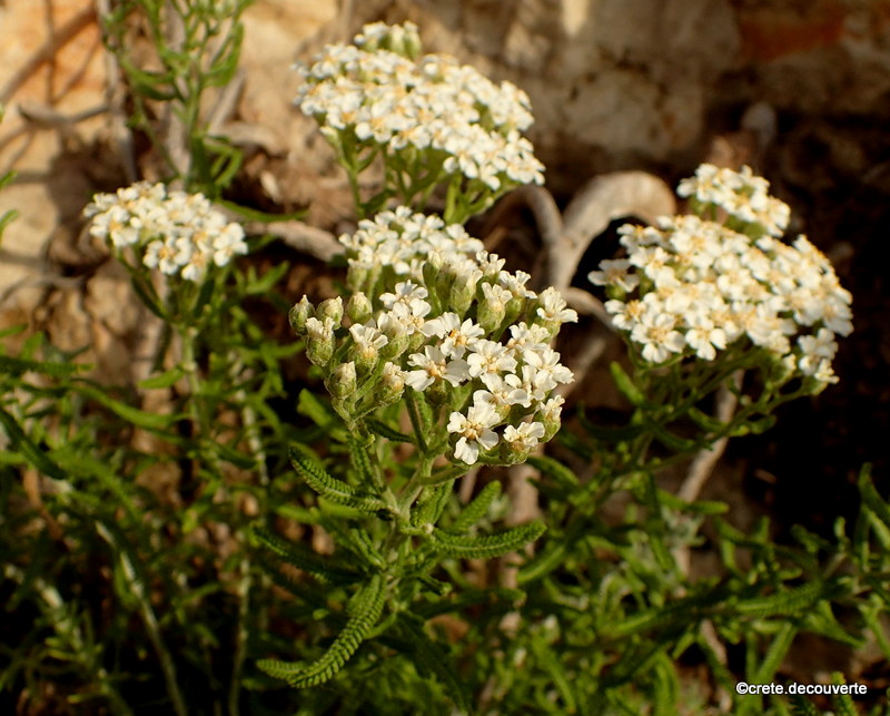 Achillea cretica - plage de Kalatas Achillea cretica - plage de Kalatas