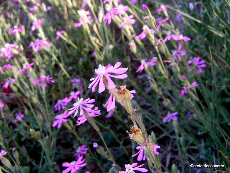Silene colorata