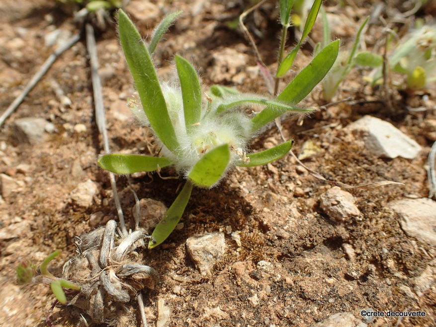 Plantago cretica - Plantain de Crète Plantago cretica - Plantain de Crète