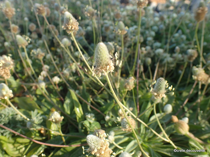 Plantago lagopus Plantago lagopus