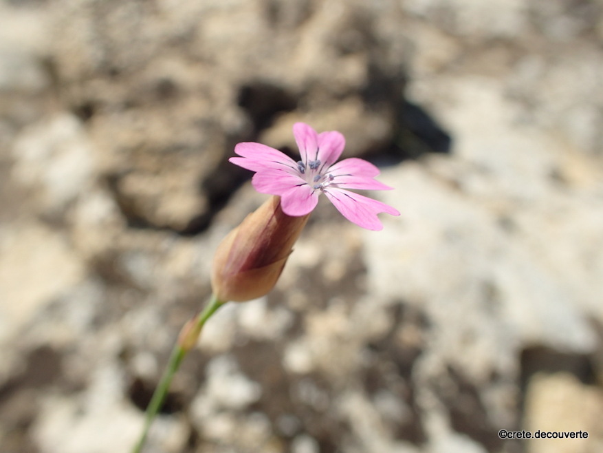 Petrorhagia velutina - oeillet velout - ex Dianthus dubia