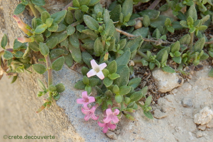 Putoria calabrica