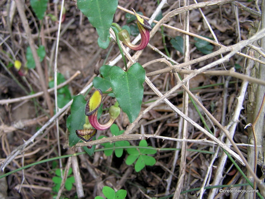 Rando Smari, Aristolochia sempervirens