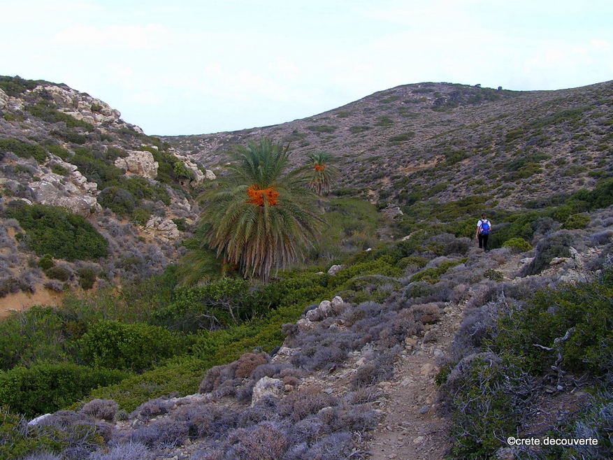 Sentier amont et palmier de Thophraste