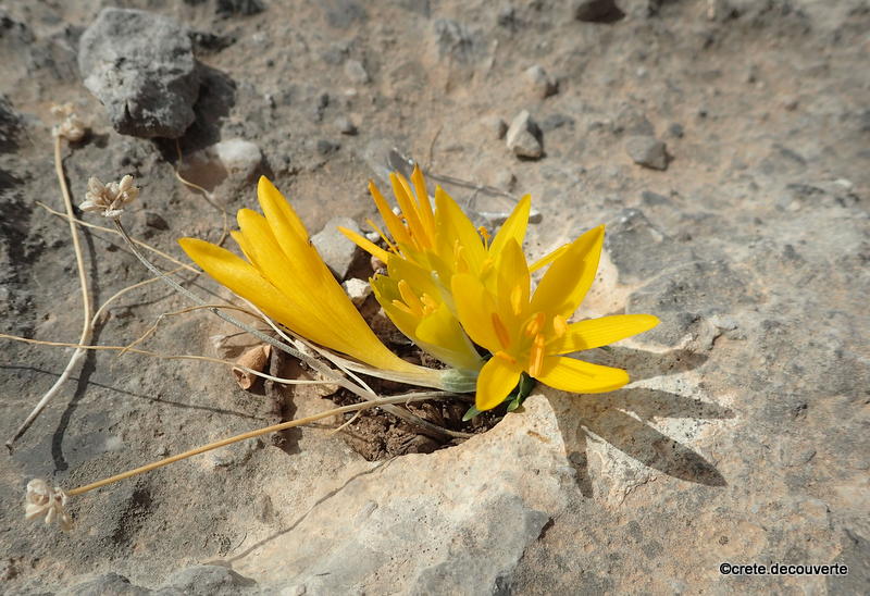 Sternbergia sicula Sternbergia sicula