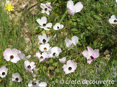 Ranunculus asiaticus Maronia à Vori Ranunculus asiaticus Maronia à Vori