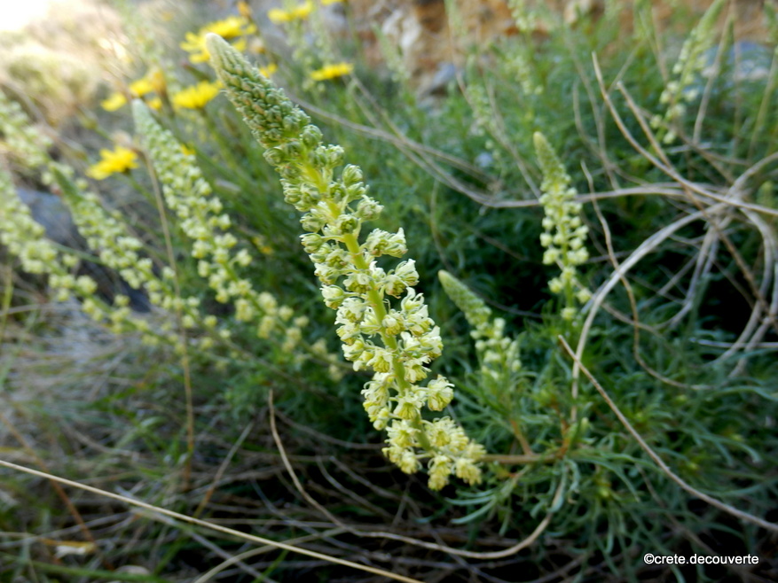 Reseda alba - réséda blanc Reseda alba - réséda blanc