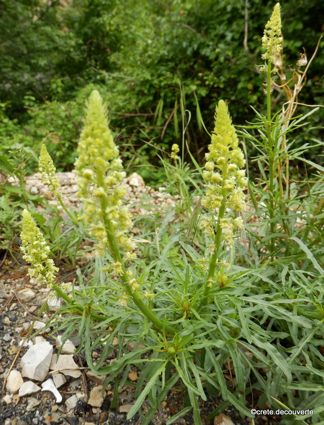 Reseda lutea - Réséda jaune Reseda lutea - Réséda jaune