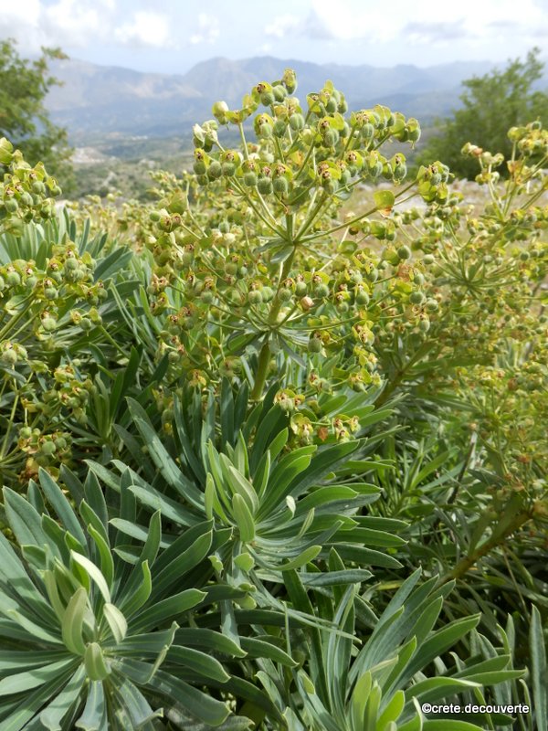 Euphorbia dendroides - Euphorbia arborescente Euphorbia dendroides - Euphorbia arborescente