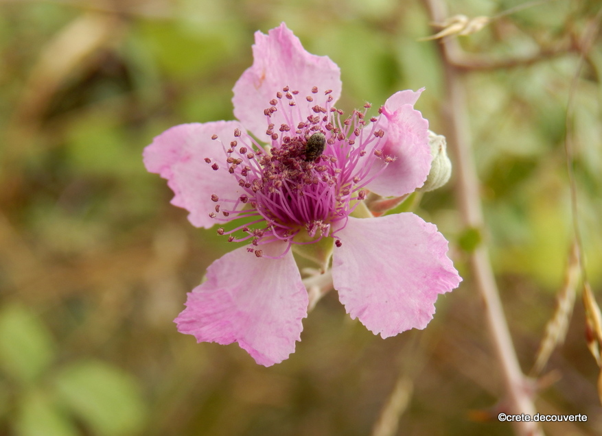 Rubus ulmifolius - Ronce Rubus ulmifolius - Ronce
