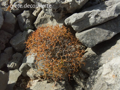 Sarcopoterium spinosum Sarcopoterium spinosum