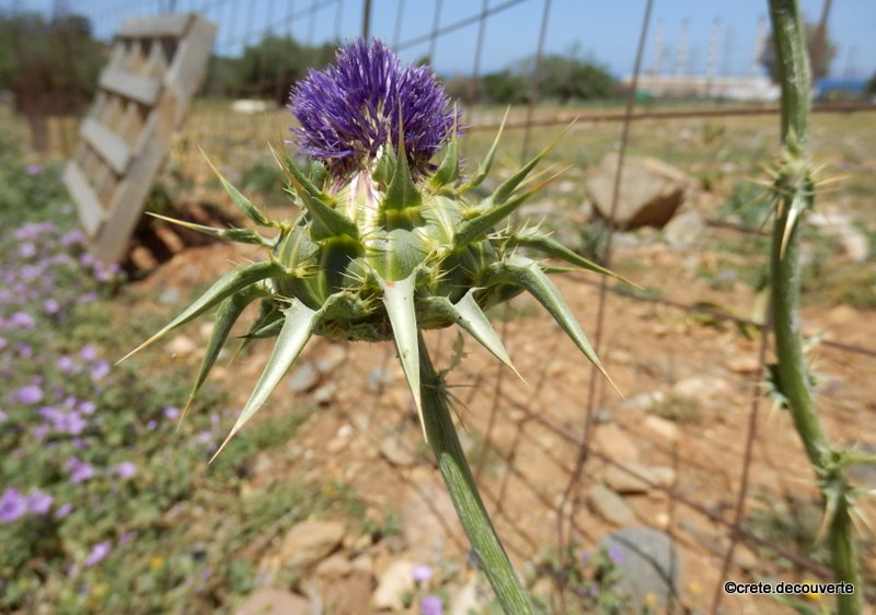 Silybum marianum Silybum marianum