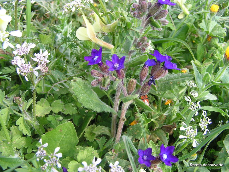 Anchusa undulata ssp hybrida Anchusa undulata ssp hybrida