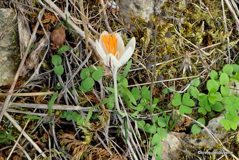 Crocus laevigatus Crocus laevigatus