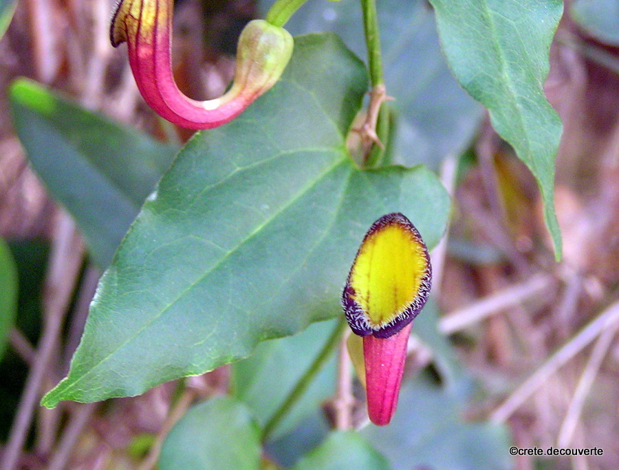 Aristolochia sempervirens Aristolochia sempervirens
