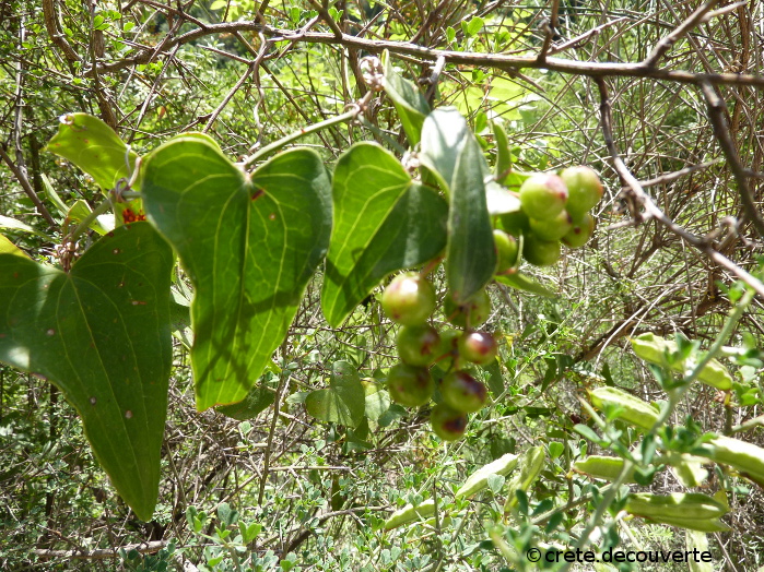 Smilax aspera - Salsepareille