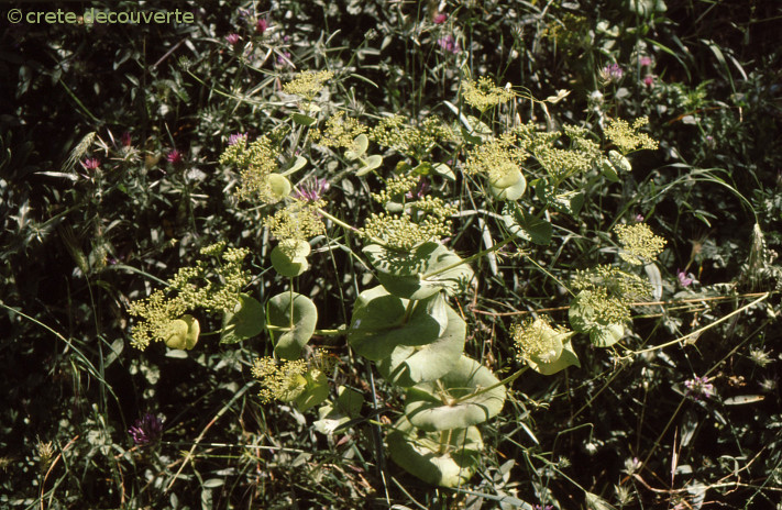 Smyrnium rotundifolium Smyrnium rotundifolium