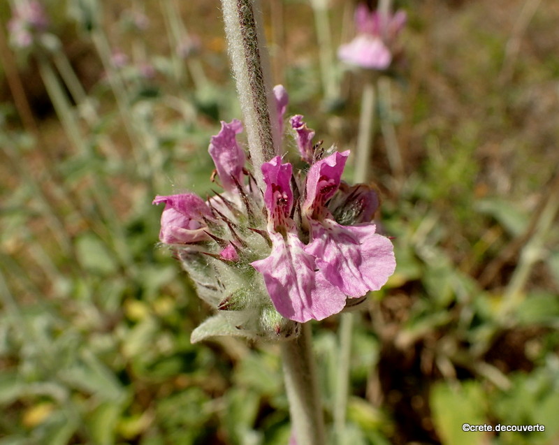 Stachys cretica - Epiaire de Crète Stachys cretica - Epiaire de Crète