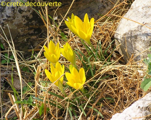 Sternbergia lutea Sternbergia lutea