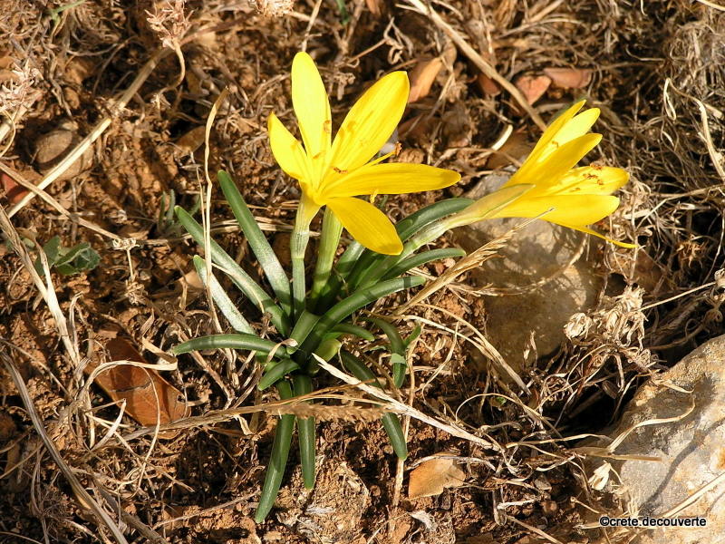 Sternbergia greuteriana Sternbergia greuteriana