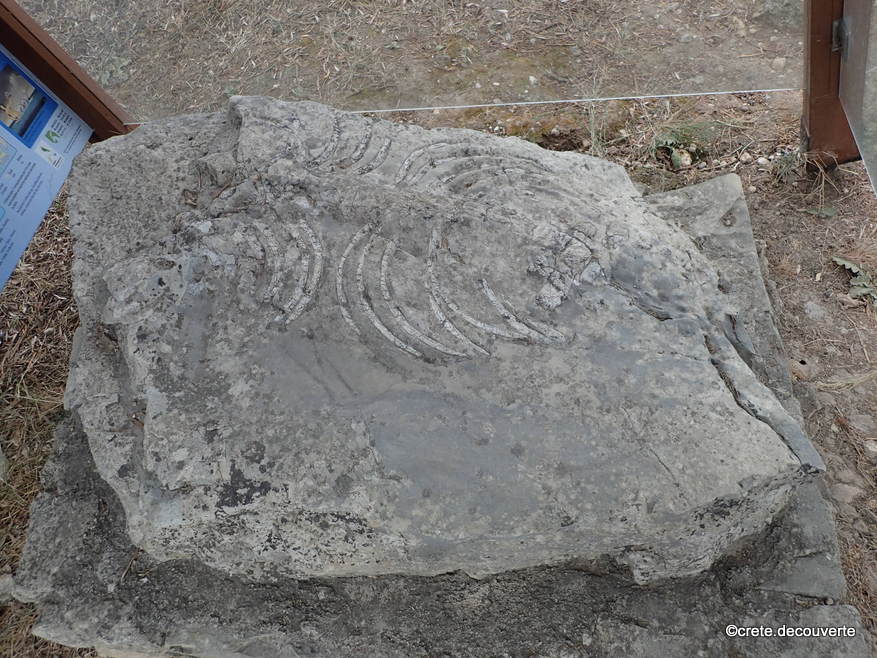 Stylos fossile marin