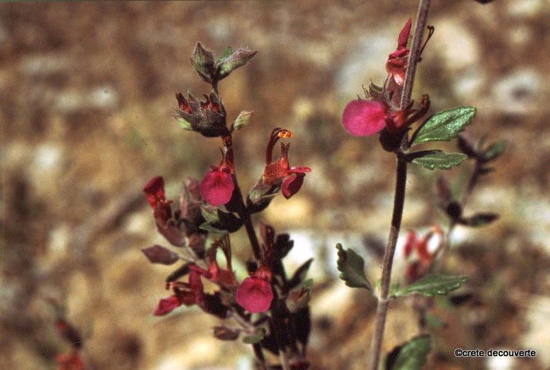 Teucrium divaricatum - Germandrée divariquée Teucrium divaricatum - Germandrée divariquée
