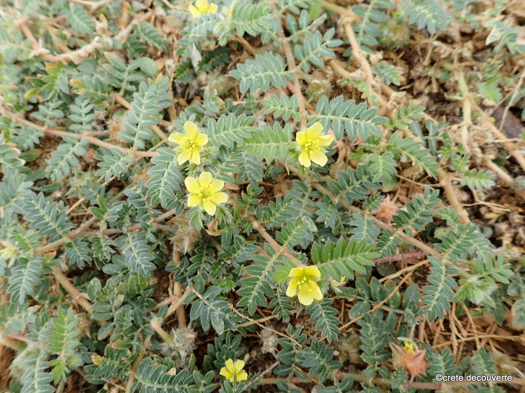 Tribulus terrestris - Plage de Kalives Tribulus terrestris - Plage de Kalives