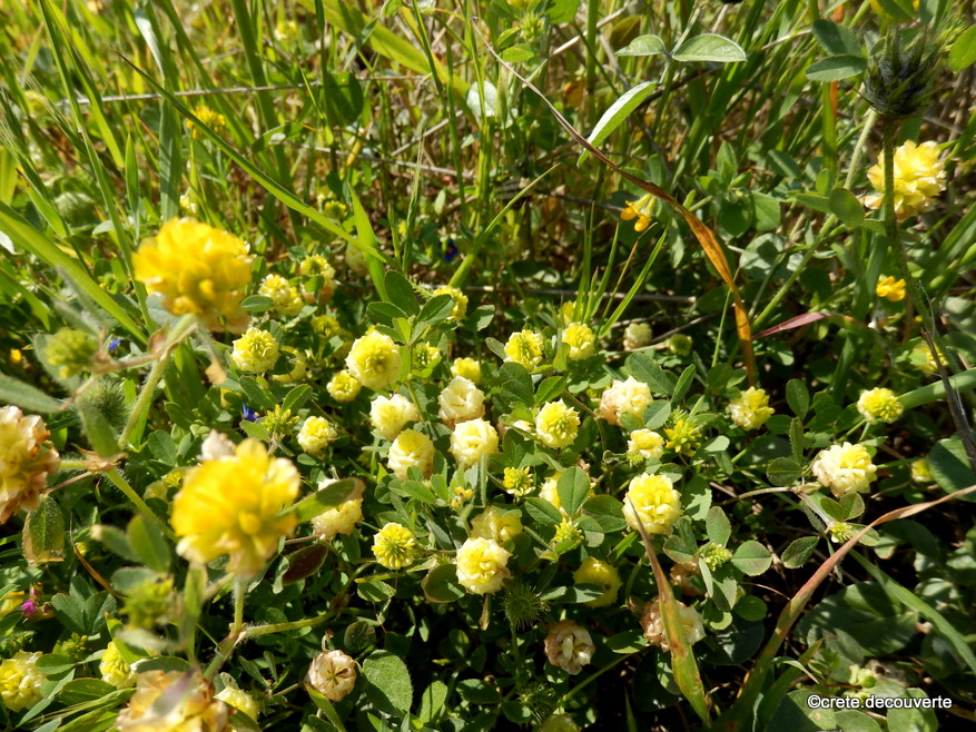 Trifolium campestre - Trèfle des champs Trifolium campestre - Trèfle des champs