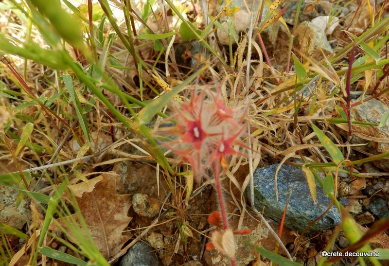 Trifolium stellatum - trèfle étoilé Trifolium stellatum - trèfle étoilé