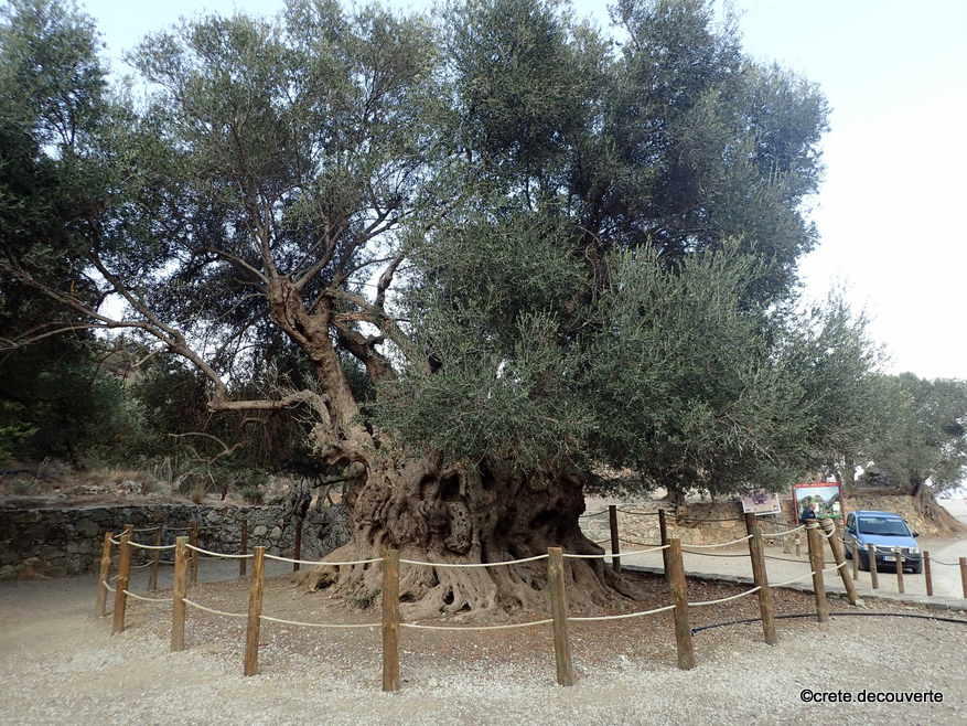 Vieil olivier de Kavousi
