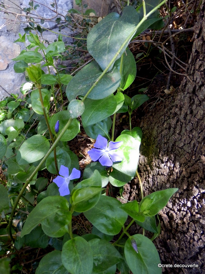 Vinca major - Grande pervenche Lasithi Vinca major - Grande pervenche Lasithi