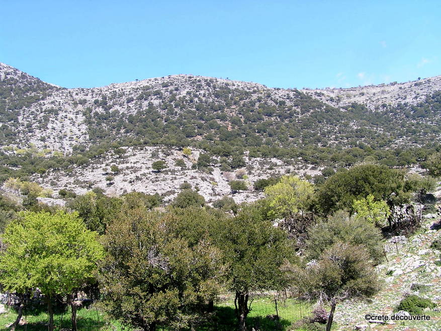 Vromonero la foret de chenes aux alentours
