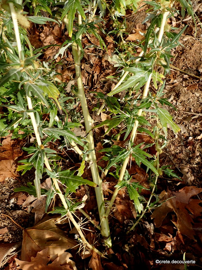 Xanthium spinosum - Lac d'Agia Xanthium spinosum - Lac d'Agia