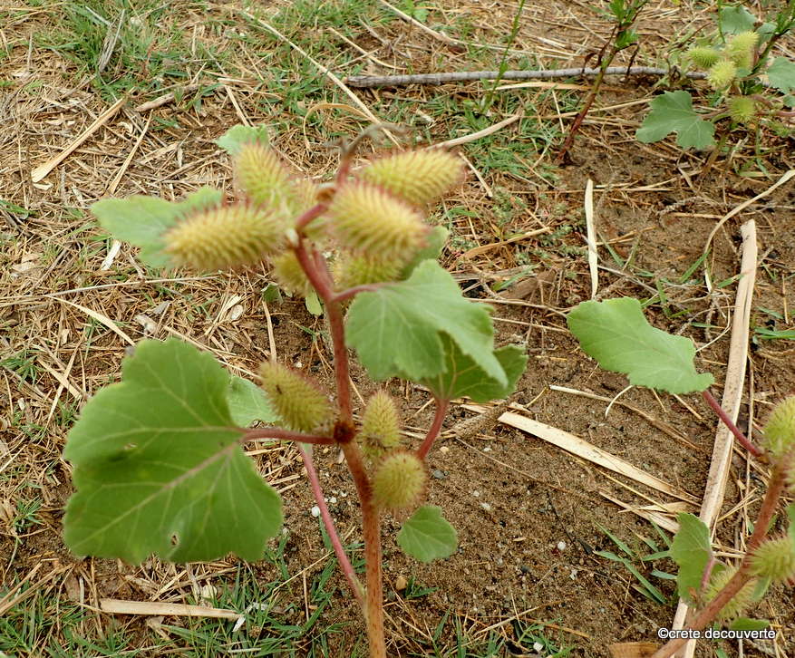 Xanthium strumarium Xanthium strumarium