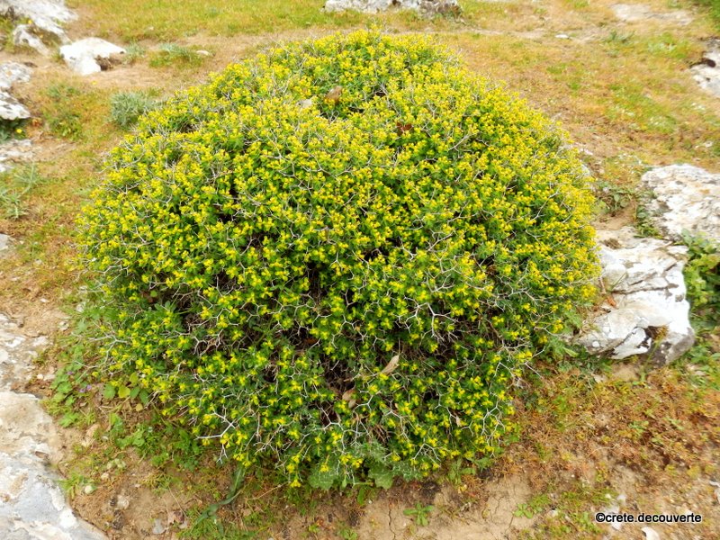 Euphorbia acanthothamnos Euphorbia acanthothamnos