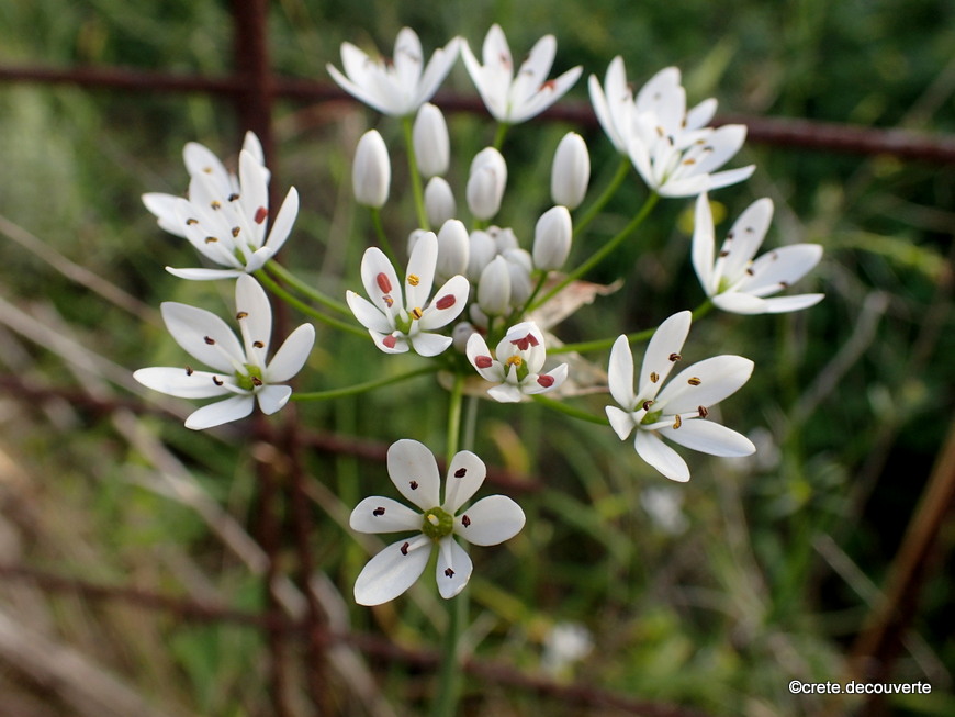 Allium neapolitanum - Ail blanc de Naples Allium neapolitanum - Ail blanc de Naples