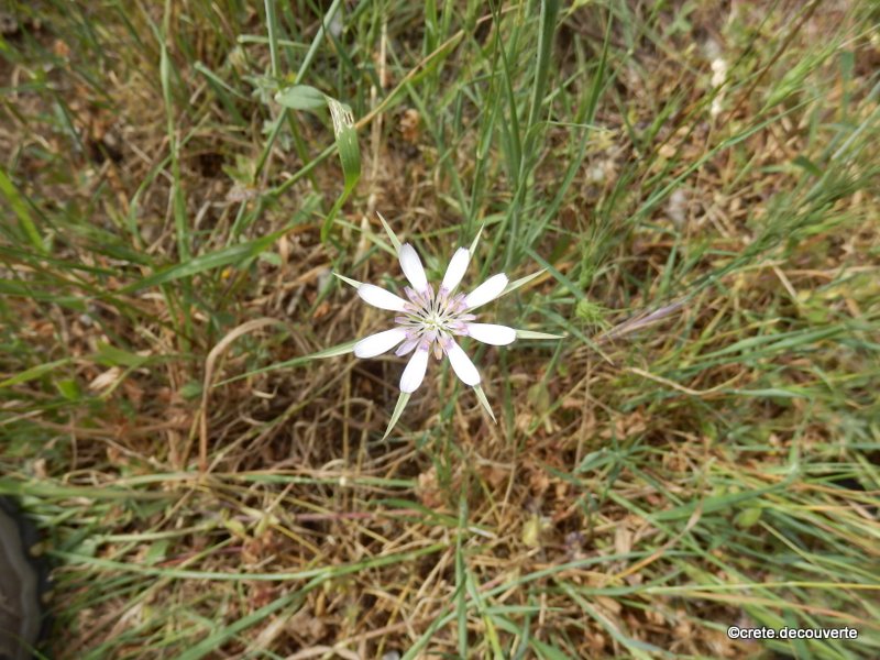 Tragopogon hybridus Salsifis hybride Tragopogon hybridus Salsifis hybride