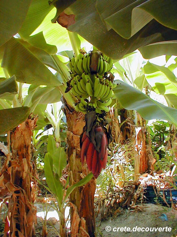 culture des bananes sous serres