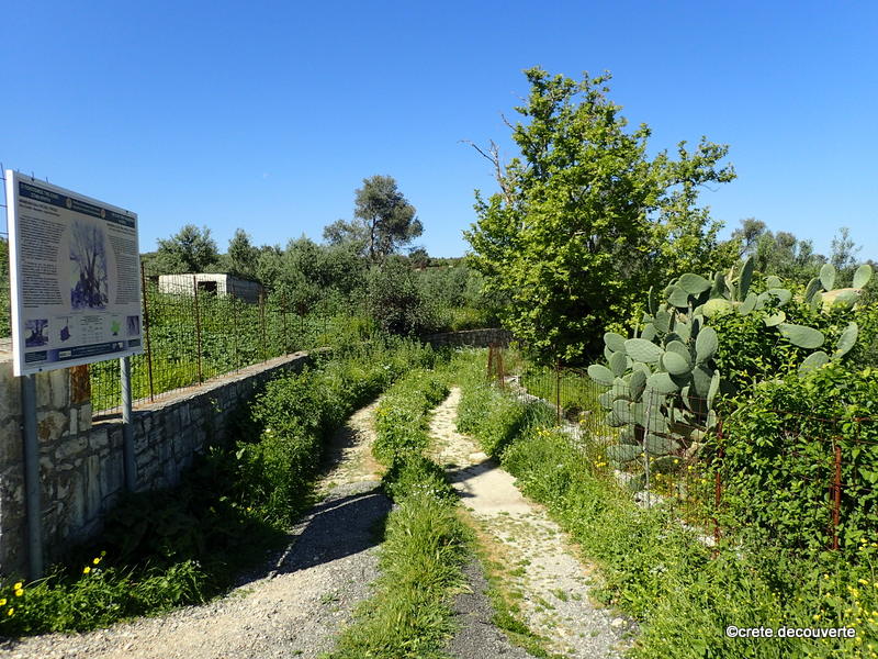 Chemin d'accs au vieil olivier