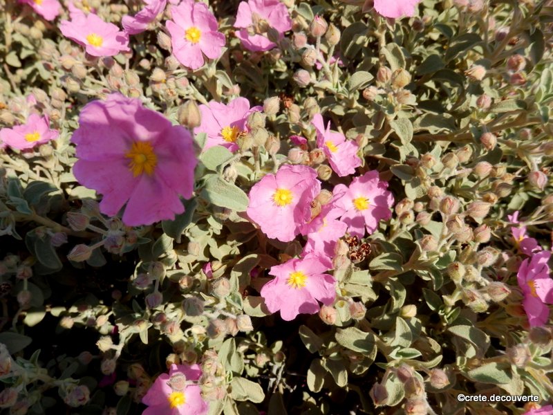 Cistus parviflorus - Ciste à petites fleurs Cistus parviflorus - Ciste à petites fleurs