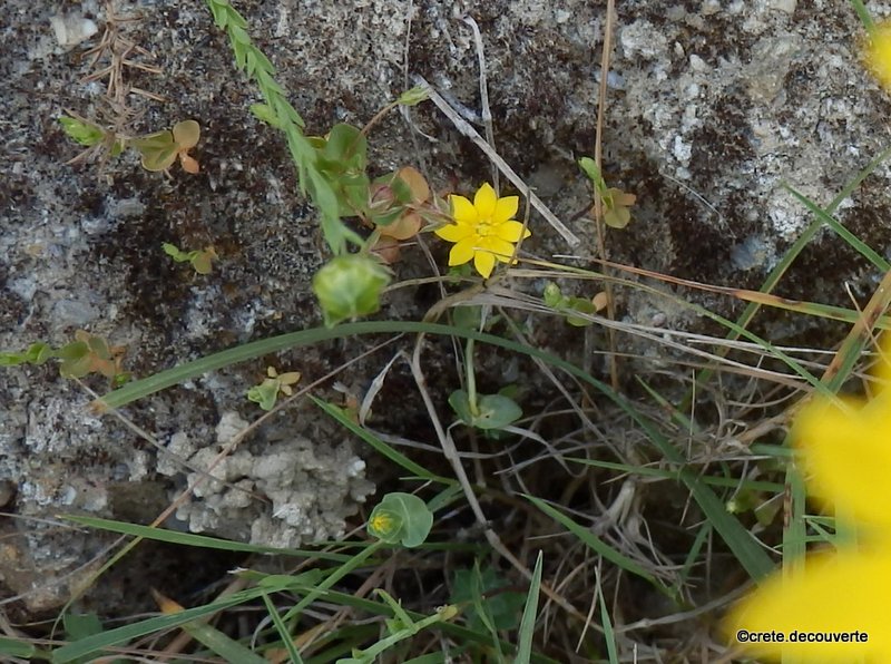 Blackstonia perfoliata - Blackstonie perfolie