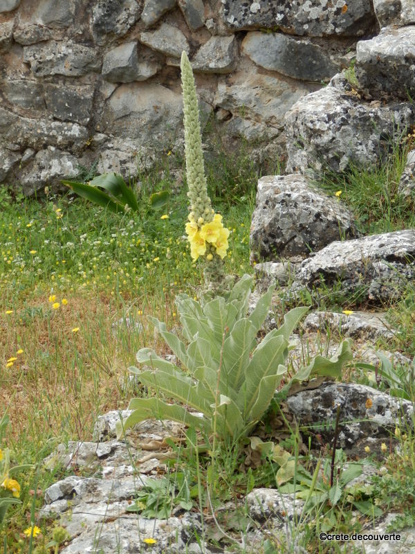 Verbascum macrurum Verbascum macrurum