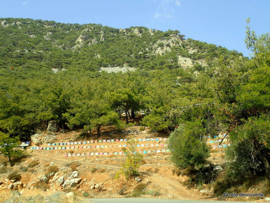 fort de pins et nombreuses ruches  Symi
