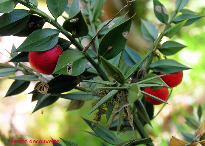 Ruscus aculeatus - Fragon (petit houx) Ruscus aculeatus - Fragon (petit houx)
