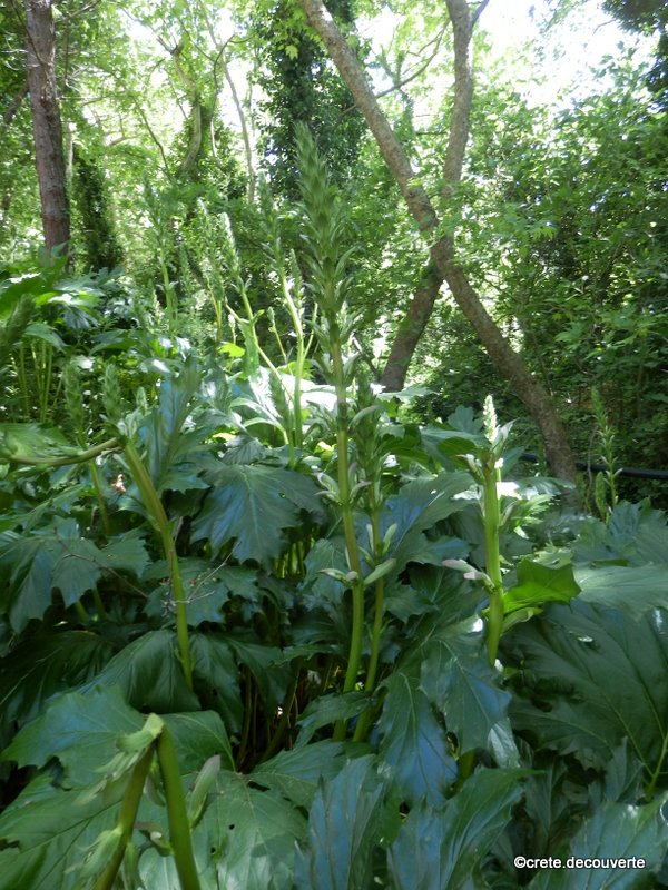 Acanthus mollis Acanthus mollis